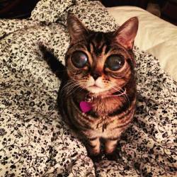 blazepress:  Meet Matilda, the Extraordinary Cat with Hypnotising EyesMatilda appears to be from another world.