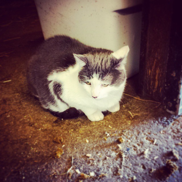 Lots of #cats and #dogs roaming around this #ranch.
#riding #equestrian #horses