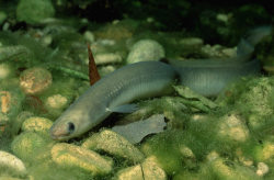 grinderman2:  discoverynews:  WORLD’S OLDEST EUROPEAN EEL DIES AT 155:  There was mournful news out of Sweden with the announcement that the world’s oldest known European eel had passed away recently at the age of 155, after living through two world