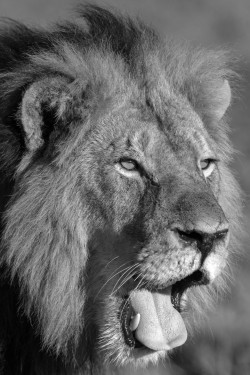 Bendhur   llbwwb:  (Somalisa lion 3 by Peter