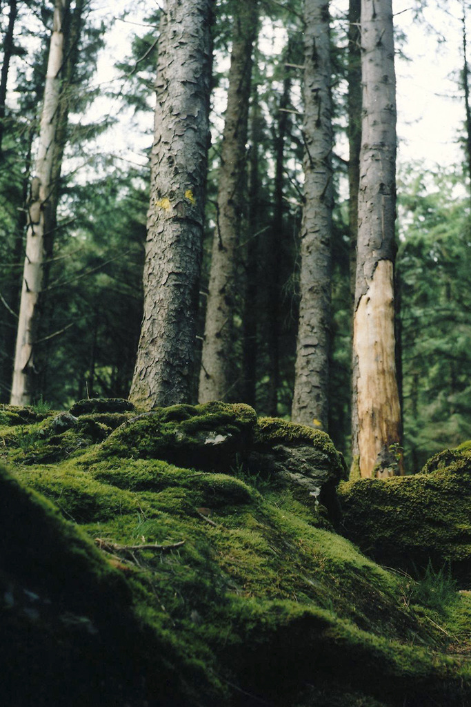 raises:  nature/vintage blog   