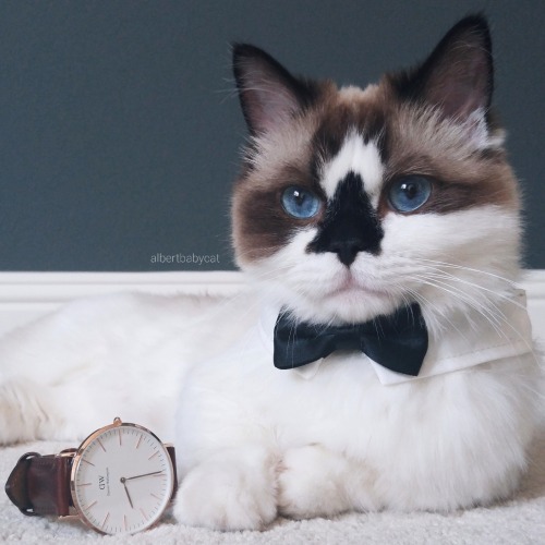 albertbabycat:  The name is Babycat, Albertbabycat.