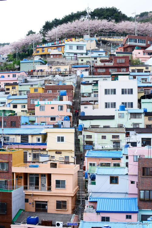 fuckyeahjapanandkorea:   	Village von Shun Daddy    	甘川洞    ♥