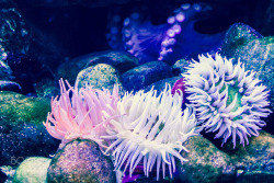 socialfoto:  Anemones and Octopus  by joseph8pena