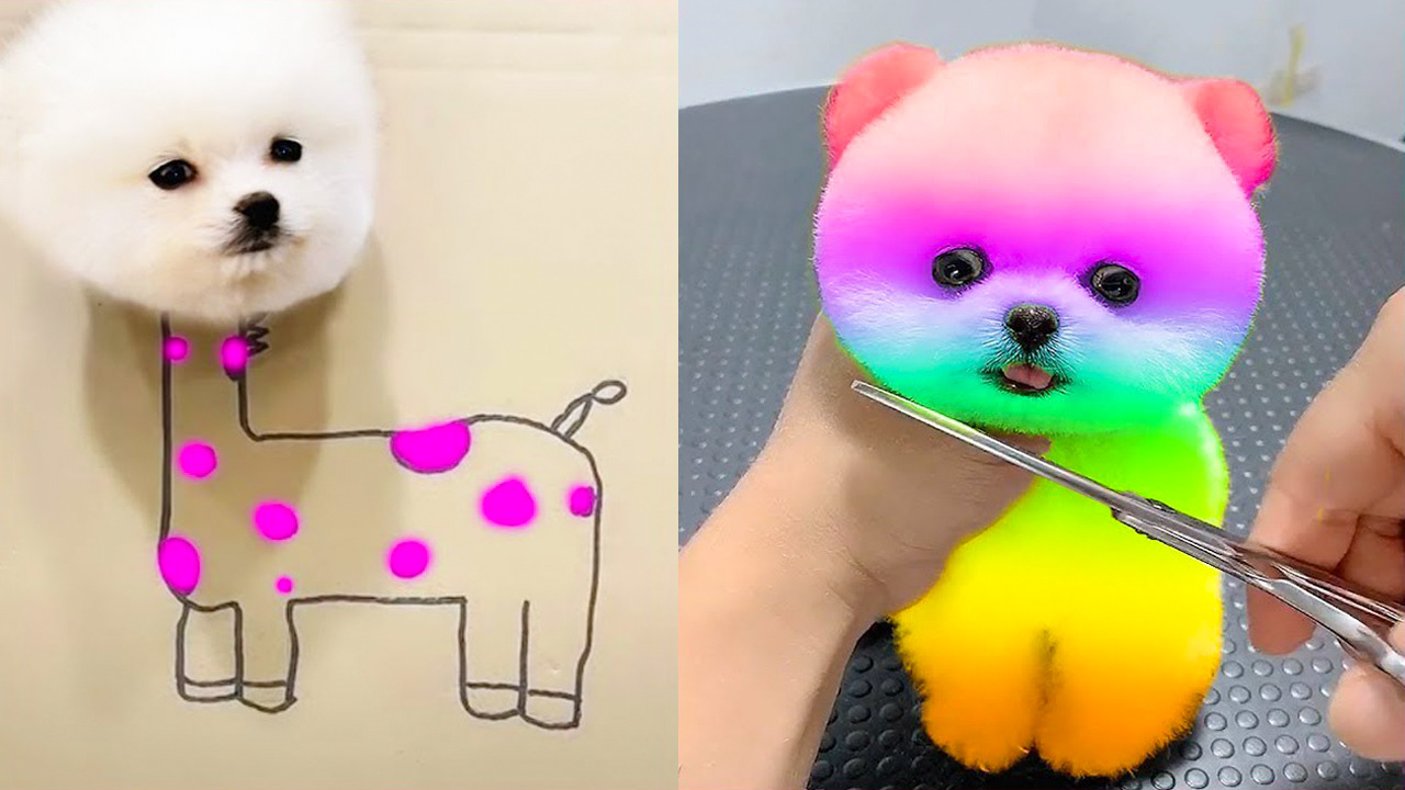 Wow Animals Cute Puppy Cute And Funny Pomeranian Videos