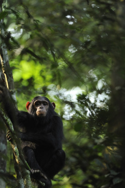 illumixous:  Kibale National Park by thewanderingfowl on Flickr. 