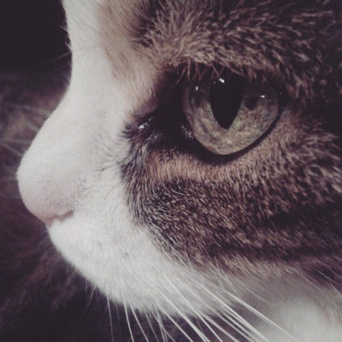 martinaelm: I miss you… #cat #peluche #missyou #love by alinedbs_ ift.tt/1yW8s8i
