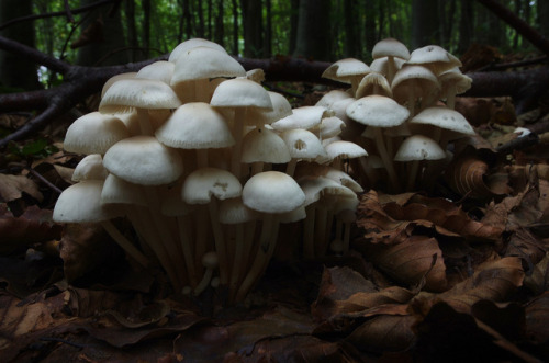 Marasmius wynnei grows in tufts in the leaf litter under beech trees.