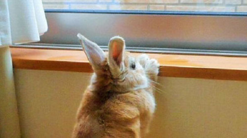 thefingerfuckingfemalefury:  the-awesome-quotes:    This Bunny Understands Short People Problems   Me as a bun…