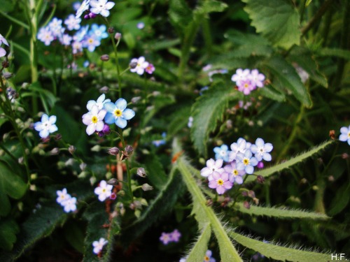 thethingsiveseen-photography:  Forget-me-nots, taken just now, in my garden. 