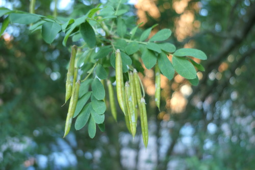 Caragana arborescens — Siberian pea-tree a.k.a. Siberian peashrub a.k.a. caragana