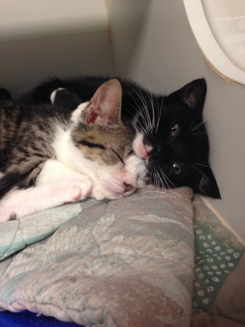 animallovingvegan:Sibling cuddles