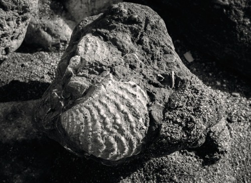 ambermaitrejean: Fossil Hunt. Les Falaises des Vaches Noires. Villers-sur-Mer. Cœur Côte