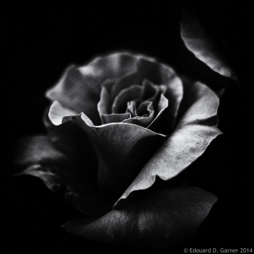 bouncedlight:  subdued