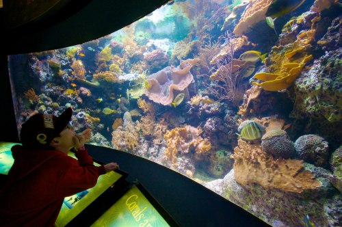 awe || shedd aquarium, chicagoyes kid, i still feel the same way.