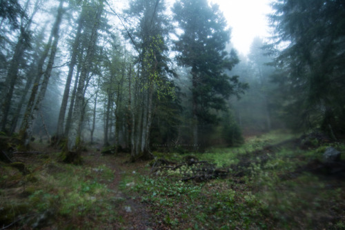 “La forêt aquarelle” ~ © Ysambre fauntography 2019