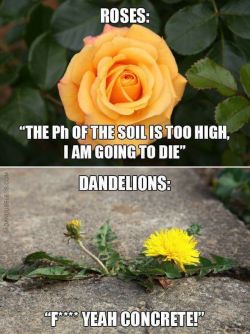 tamas-asks:  scotchtapeofficial:  i keep visualizing the dandelion as chillin with his dick out   XD THIS HAD ME LOL 