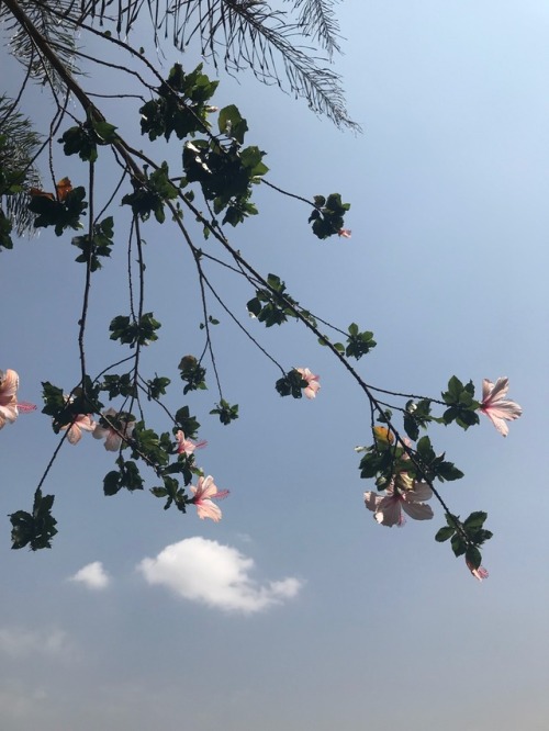 ceruleanletter:the flowers in my school have bloomed again