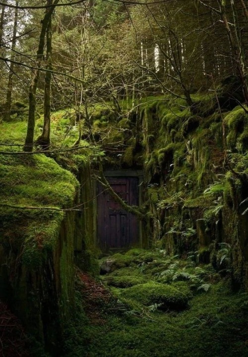 Forest Dweller
