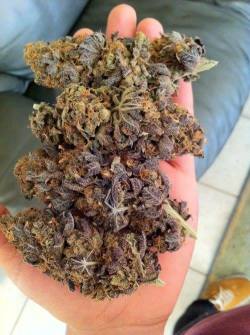 weedcreations:Purppppleeee