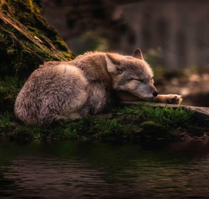 beautiful-wildlife:  Sleeping where the waters flow by © Michael Rehbein  Sign