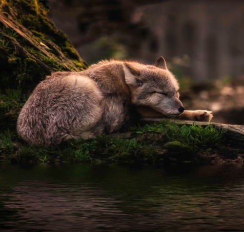 XXX beautiful-wildlife:  Sleeping where the waters photo