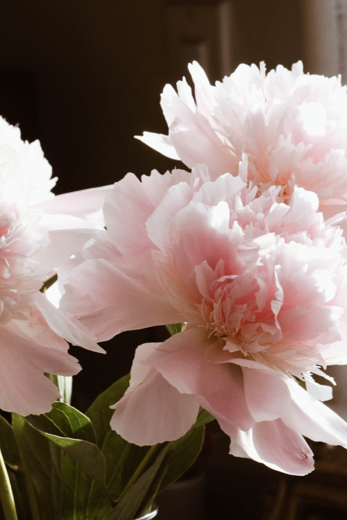 peonies