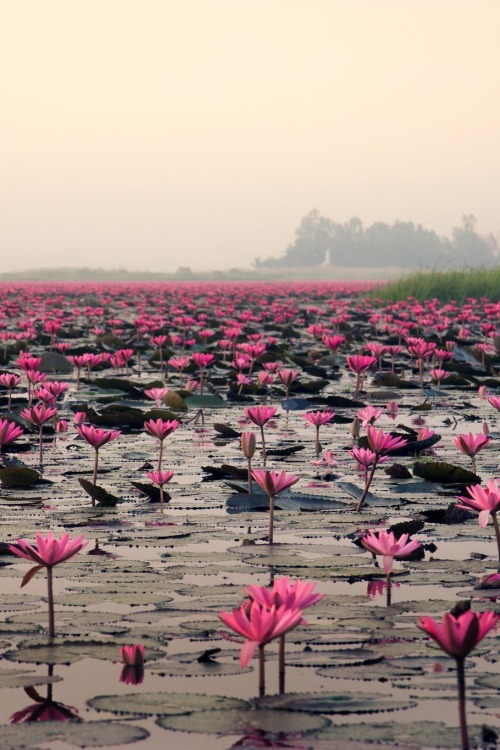 sublim-ature:Udon Thani, ThailandPintai Suchachaisri