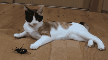 cartel:gifs; cats freaking out