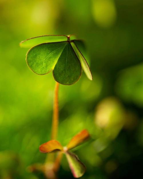 For the love of clover ❤️ #green #clover #heart #hearts #heartsinnature #ivegotthisthingwithhearts #