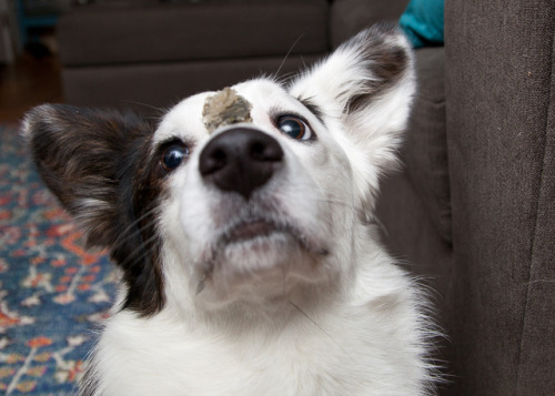 stormycorgis:Tricks for fish treats.  They love these treats.