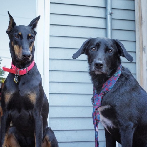 #firstdayofschool #doberman #labmix