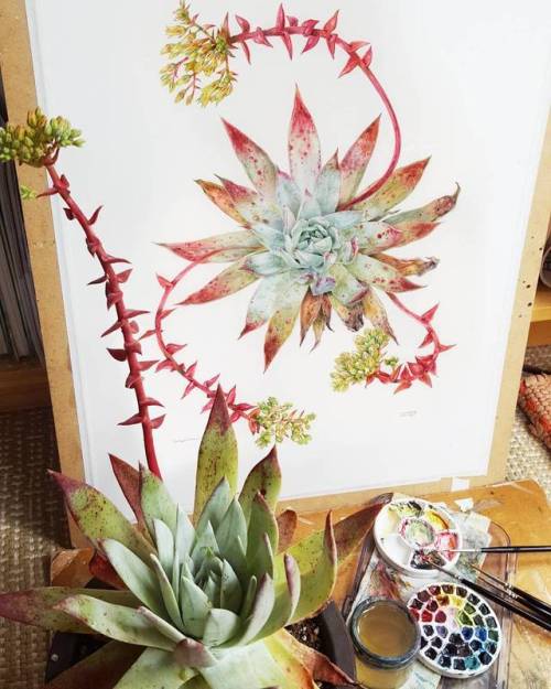 shadowscapes-stephlaw:Here’s the finished #painting next to the Dudleya brittonii #plant#succulove #