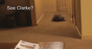 ai-laik-wxnheda:I’ve been laughing at this for twenty minutes…