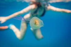 onlyblackgirl:   wordsnquotes:  World’s Most Confused Fish Gets Stuck INSIDE A Jellyfish It’s every photographer’s dream to capture a once-in-a-lifetime shot that leaves viewers in total awe. Keep reading  Help him 