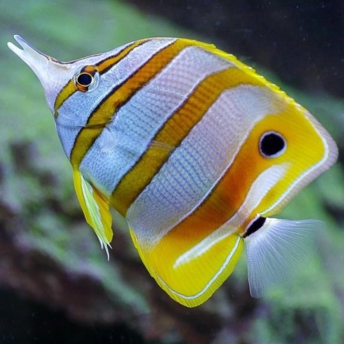 The black spot on the copperband butterflyfish’s (Chelmon rostratus) dorsal fin isn’t ju