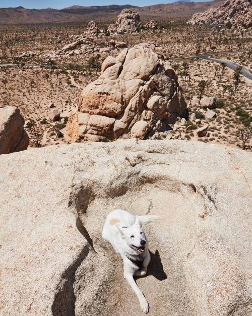 Sailor found a great resting spot yesterday. He is an incredible climber. #climberdog #westadamssail