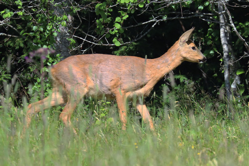 Roe deer family update: Today on our way back home from the lake we saw the  doe walking on the field alone. Suddenly on