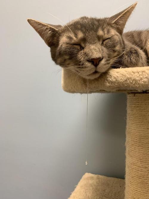 cutecornflakes:Kitty has some intense drool