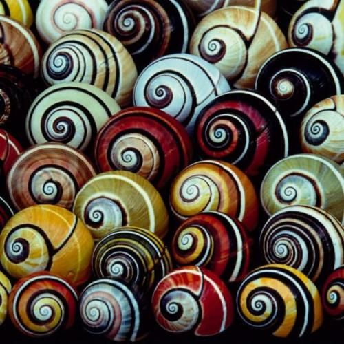 pearl-nautilus:Polymita picta, common name the “Cuban land snail” or the “painted snail”. This speci