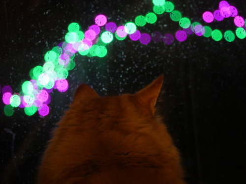 lights-camera-wombat: Homer was entranced by the Christmas lights outside.
