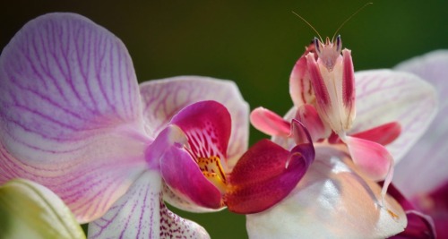 kevwaldo:  Orchid Mantis (Hymenopus coronatus) adult photos