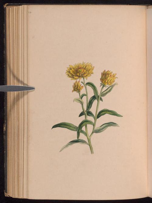 heaveninawildflower:  Harebell and Everlasting. Flowers for August taken from  ‘Le Bouquet des Souvenirs’  by J. S. Henslow.Published 1840 by   Robert Tyas, 8, Paternoster Row. Chicago Botanic Garden, Lenhardt Library.archive.org