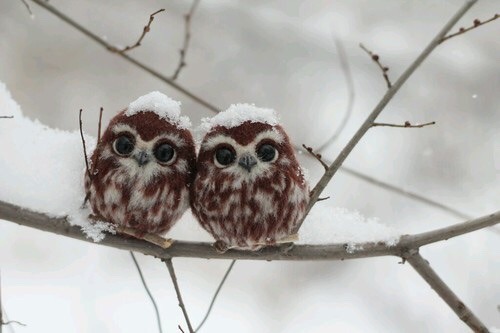 salithewitch:myfriendscallmekazzy:stunningpicture: Two happy owlets  AHHHHHHHHH  and they’re covered in snow so they’re moist owlettes 