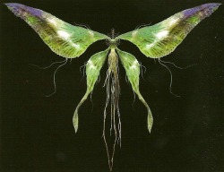 gravelorded:Moonlight Butterfly, Dark Souls Design Works