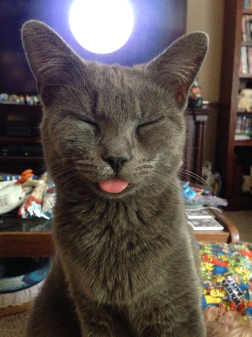 boobisboobbackwards:kalewolfson:My cat brokeBlep