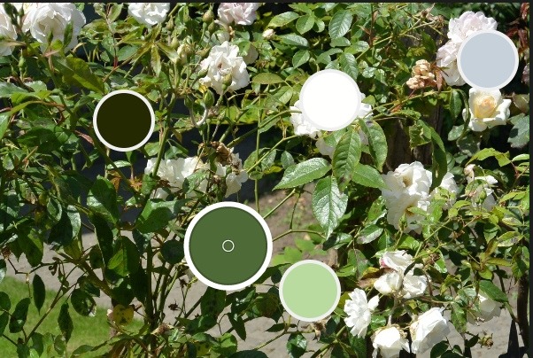 picassoplum:  throw back to my day-trip to Antwerp and the pretty flowers I found