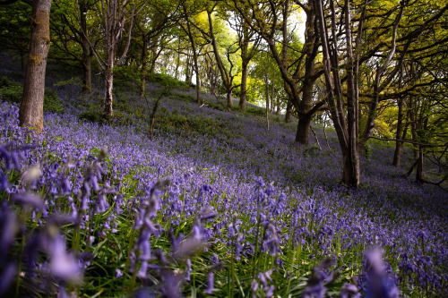 Carpets of bluebells adorning the forest floorsKinver Edge, UK