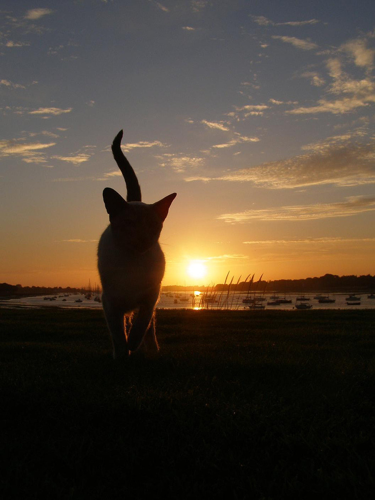 Happy Earth Day to all remaining species!
Photo by © Sapphiren