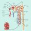aescending-loop-of-henle